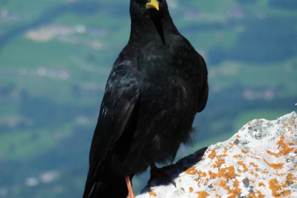 Grosser Mythen - das Wahrzeichen von Schwyz