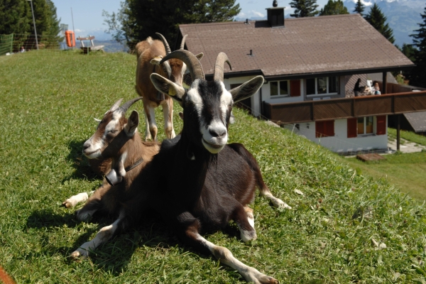 Bergwanderweg Gersau - Rigi Scheidegg