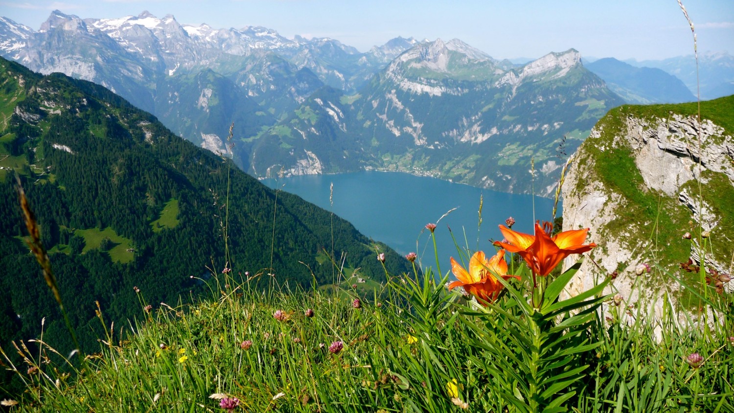 Feuerlilie auf dem Klingenstock