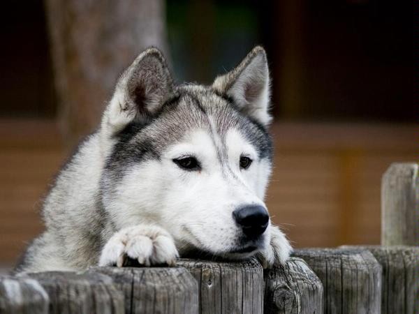 Husky in der Husky-Lodge Muotathal