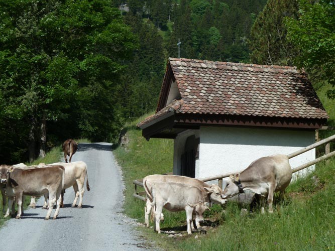 Malchuskapelle und Alpenvieh