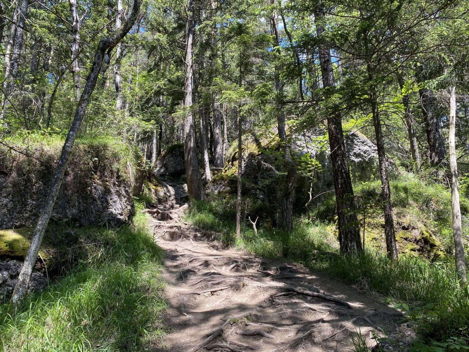 Der Weg verläuft oft im Wald